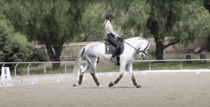 A person wearing a helmet rides a gray horse in an outdoor dressage arena, surrounded by trees and fencing. The horse moves with graceful patterns, and both horse and rider are dressed in coordinated gear.